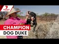 Duke the Collie wins Australia's hardest working dog | 7NEWS