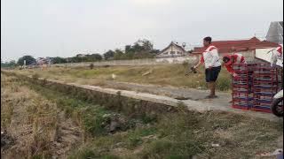 Melatih merpati balap piyikan ring SI 2023 Merpati Balap #piegon #kabutar #merpatibalapsprint