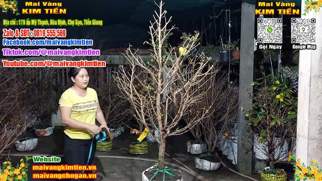 Phôi Mai Thủ Đức Giá Rẻ Bao Ship Bao Sống Toàn Quốc - Mai Vàng Kim Tiền Chợ Gạo