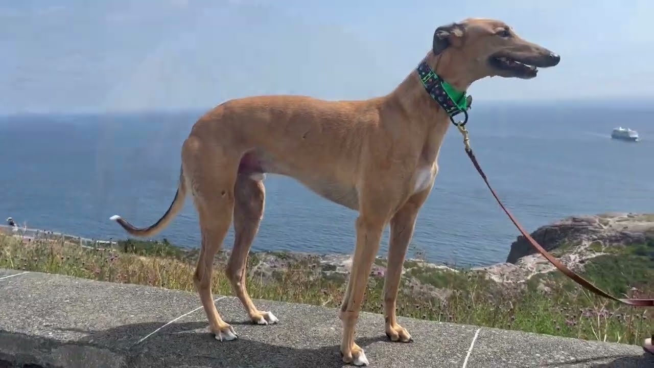 Greyhound Pets NL - Tails of the City