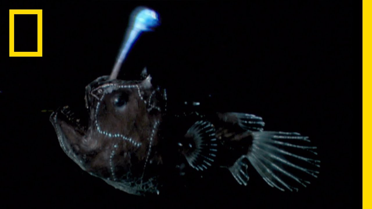 深海魚 チョウチンアンコウ - フィギュア