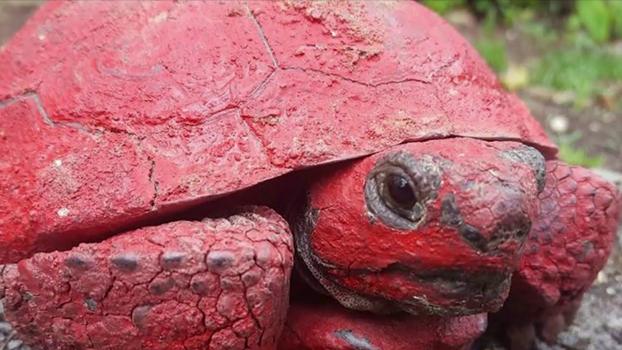 Gopher tortoise covered in spray paint YouTube
