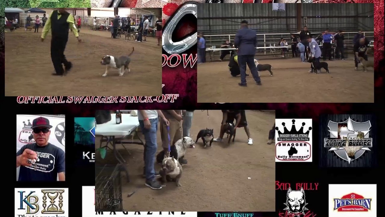 Border City Bully showdown #2  El Paso Texas 2017