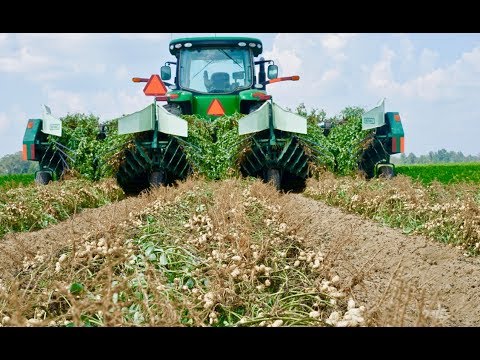 Как выращивают арахис американские фермеры