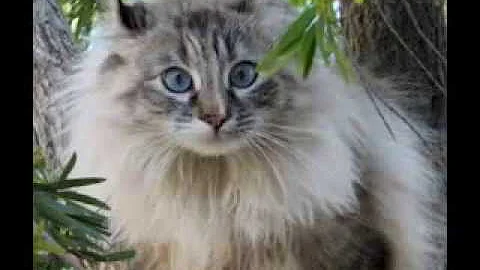 Watch the video about American Curl cat