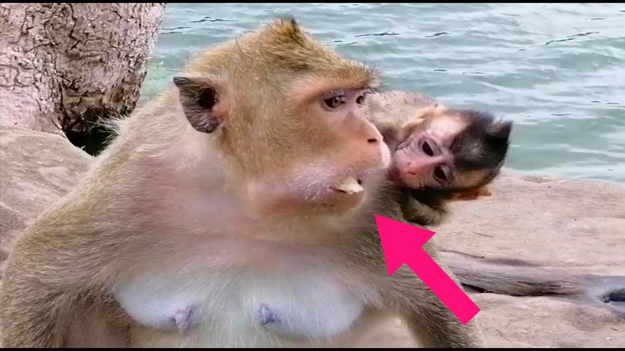 Lola Baby Monkey Breaking Arm, LOLA Baby Happy After His Wound Cured, Leyla Monkey Hungry Cake