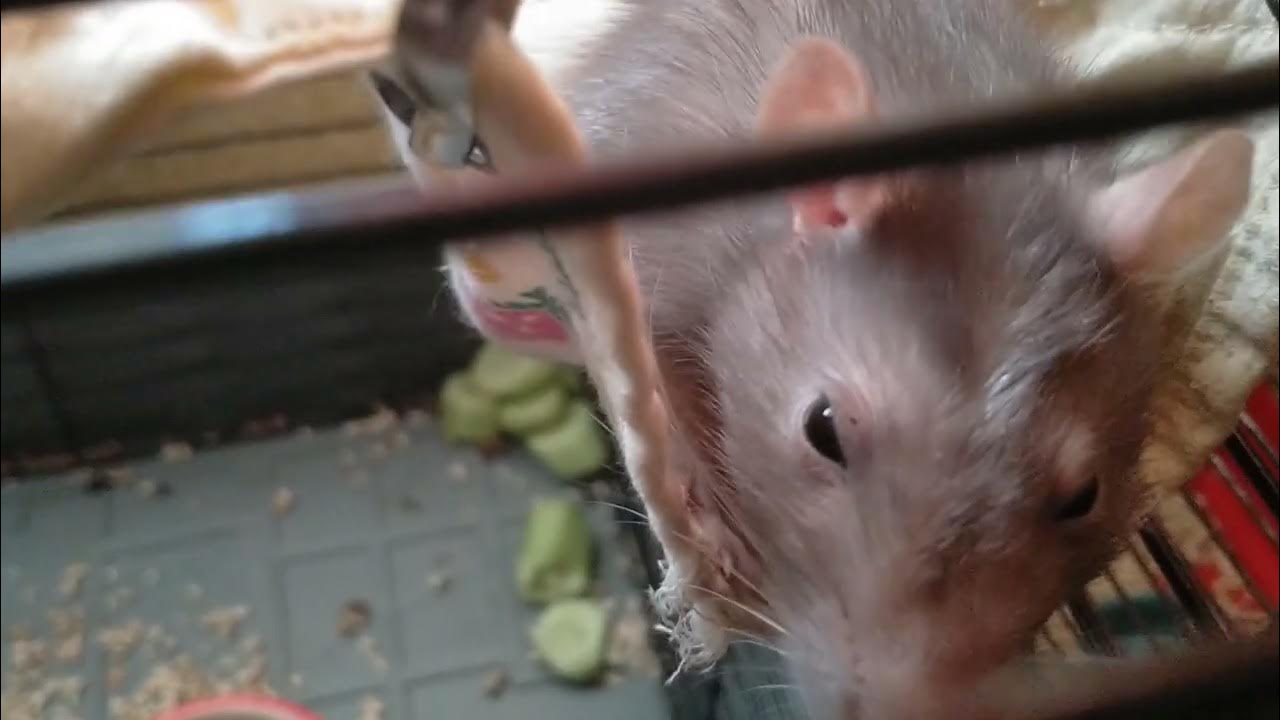 эксклюзивы от сони