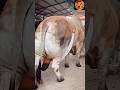 Big Bahama Cow рџ Ґрџђ Cow Animals Shorts Viralvideo Foryou 2024 Big Bahama Cow рџ Ґрџђ Cow Animals Shorts Viralvideo Foryou 2024