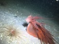 Scuba diving with a Giant Dendronotus Nudibranch in Howe Sound, BC (video 1 of 2)