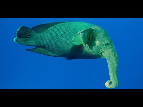 Video: Rybí Slon - Alternativní Pohled