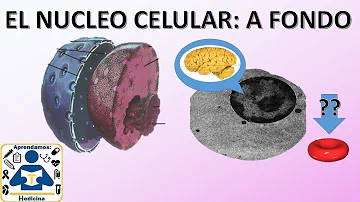 O que fica armazenado no núcleo da célula?