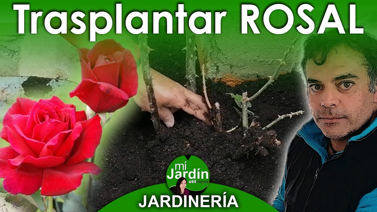 Cómo podar un rosal