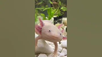 Признаки того, что с аксолотлем что-то не так 🚩 #аксолотль #axolotl