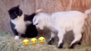 VIRAL Funny Animal Compilation 🐱 Fights, Fails, Tricks & More! 😂 Try not to laugh (HARD) 😁