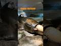 Hurricane Fighter Aircraft Shorts Ww2 AtmosphereX