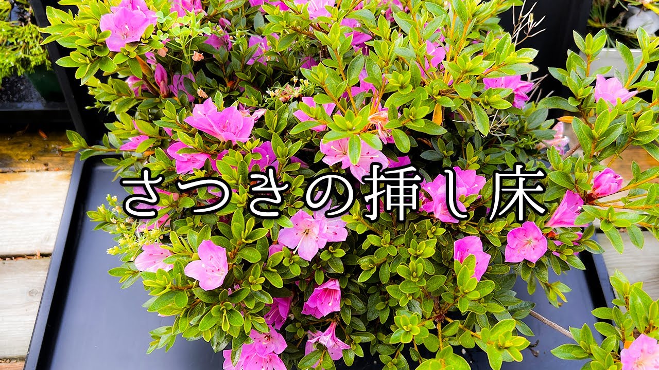 挿し木4年目のサツキを切り戻す - YouTube