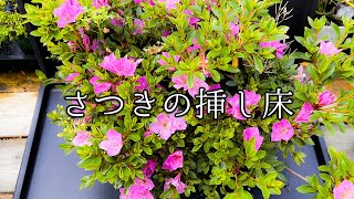皐月 盆栽 ピンクの花 樹高43cm 挿し木35年 皐月 盆栽 ピンクの花 樹高