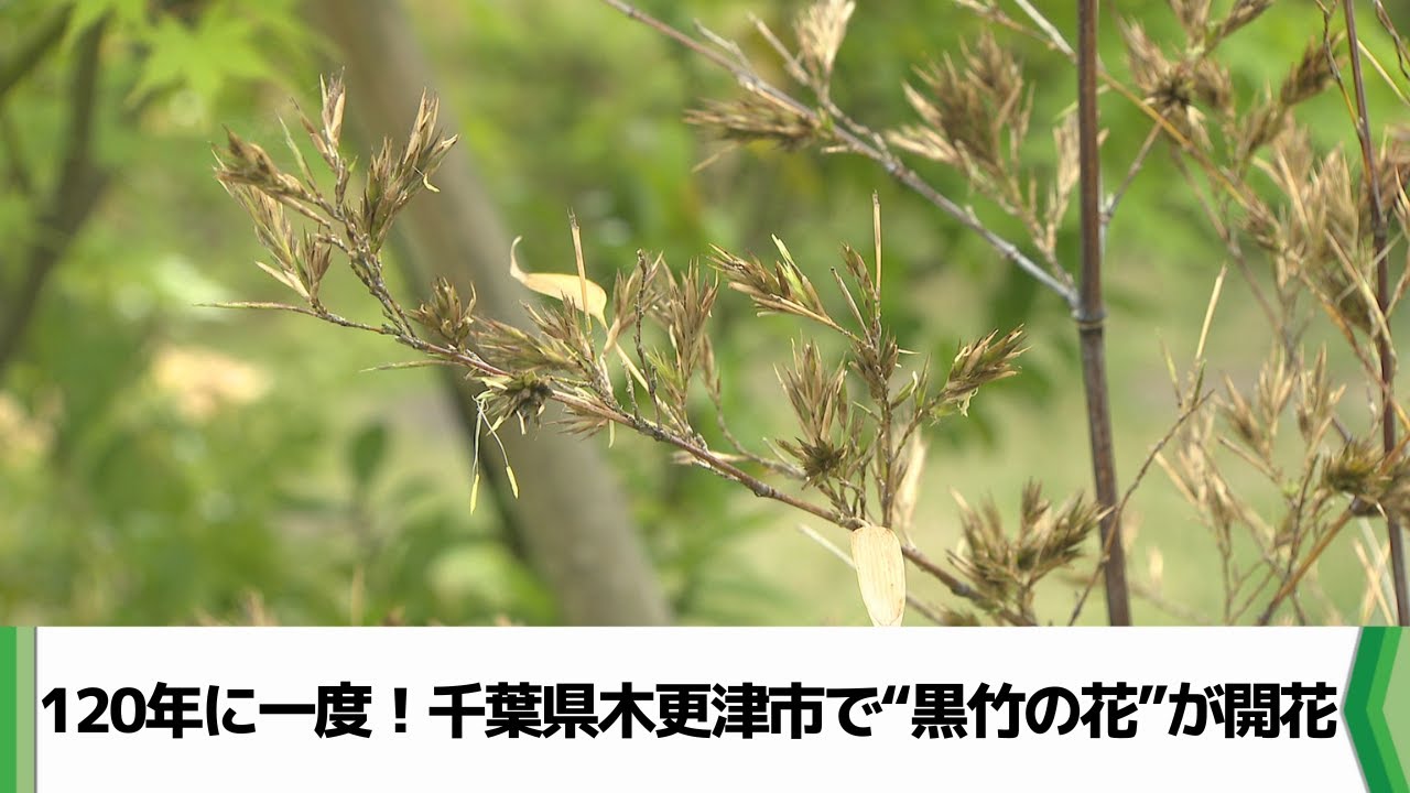 120年に一度！夢のよう 千葉県木更津市で“黒竹の花”が開花（2025.05