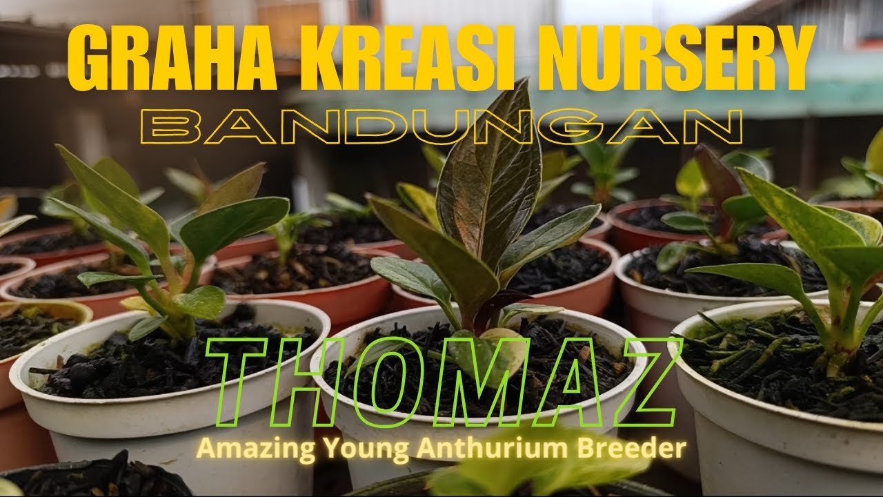 ANTHURIUM JEMANI KARAKTER by GK Nursery