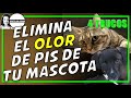 🐾 ELIMINA EL OLOR DE PIS DE TU MASCOTA | 4 TRUCOS