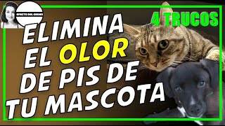 ELIMINA EL OLOR DE PIS DE TU MASCOTA | 4 TRUCOS