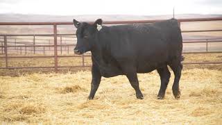 Lot 123 Malsons Lucy 163D