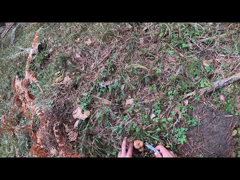 Níscalos( lactarius deliciosus)