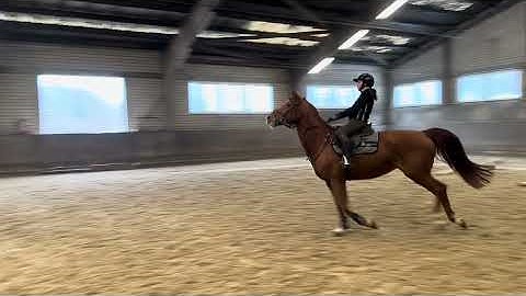 DHT 27-12-2025: Pepper Juice B, mare, 2014 by Pilothago