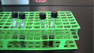 BIO 2192 UNIT 10 Protein Catabolism - Ornithine & Lysine Broth