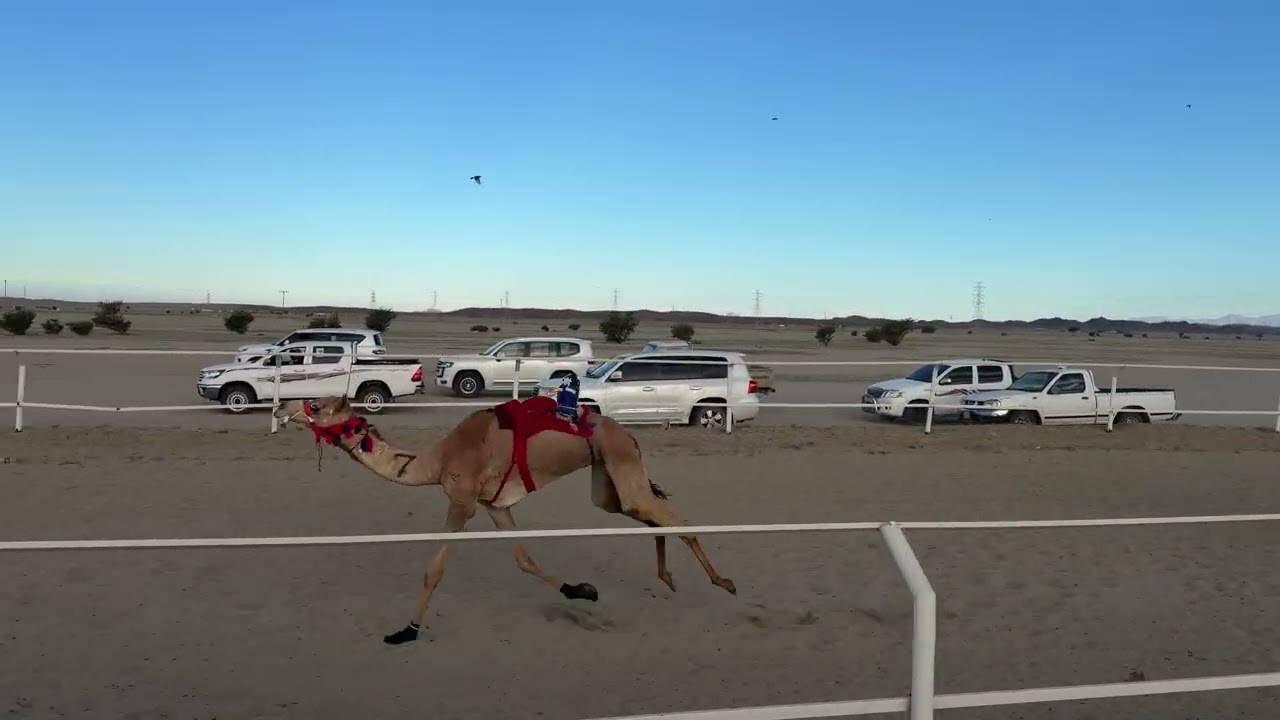 الشوط الاول بكار جذاع 5 كلم | وصفه / عايد حماد الجهني