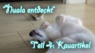 Nuala entdeckt - Teil 4: Kauartikel (Icelandic Sheepdog Puppy, 11 weeks old) - Amira's Blog by MsAmiratastic 903 views 9 years ago 4 minutes, 12 seconds