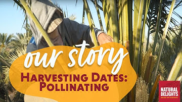 Harvesting Medjool Dates: Pollinating