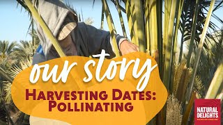 Harvesting Medjool Dates: Pollinating