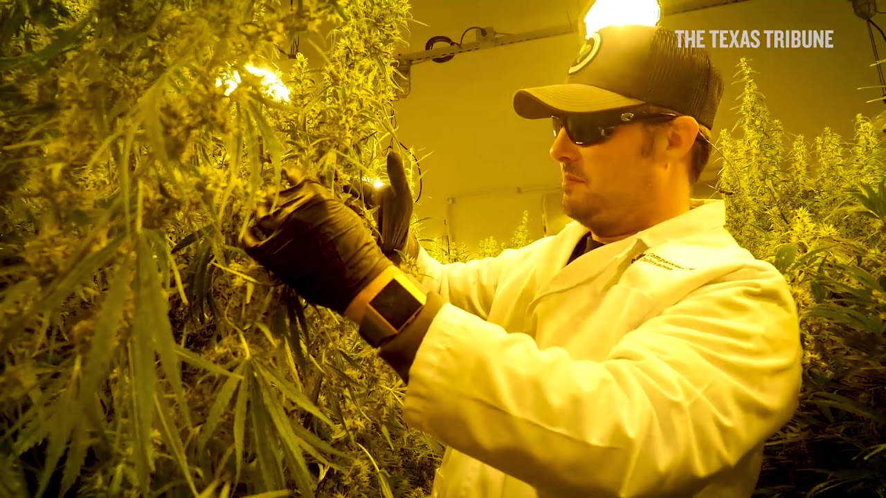Texas medical cannabis cultivator and dispensary has first harvest YouTube