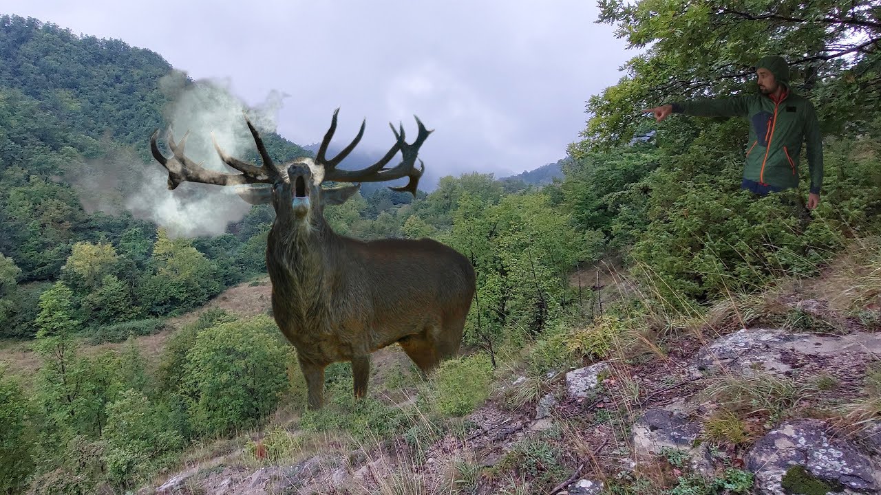 Il BRAMITO del CERVO: trekking nel bosco d'autunno!