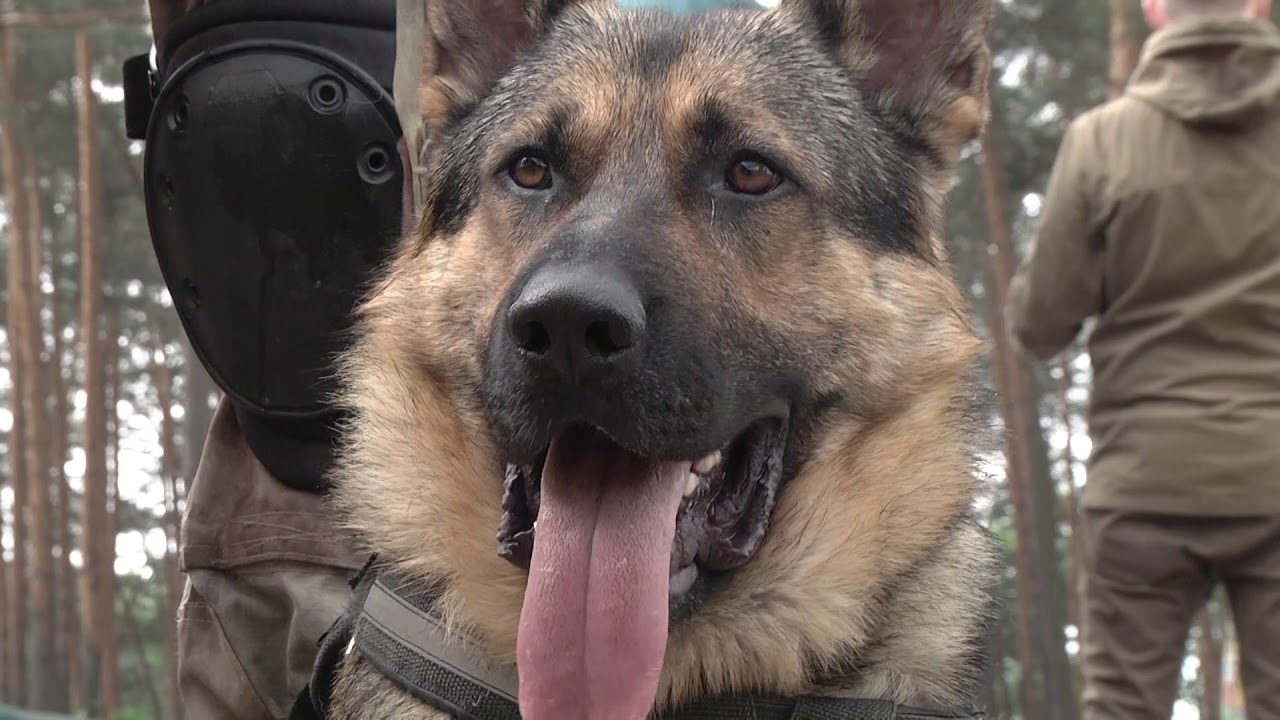 Працівники «КОРД» отримали сертифікати інспекторів -кінологів