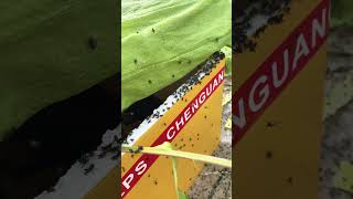#grasshopper #farming #cuteanimal #nature #cute #cutepet #funny #farmer #animals #loveanime #pets