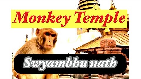 स्वयम्भुका बाँदरहरुको चर्तिकला ! Swayambhu Stupa- Monkey