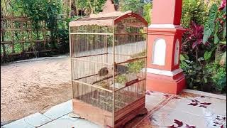 Anakan Burung Pelanduk Semak - Cingcoho - Campeor
