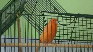 Kanarek śpiewa i tańczy (canary sings)