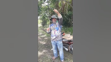 Dính tôm càng #câu cá cần giờ #fishing