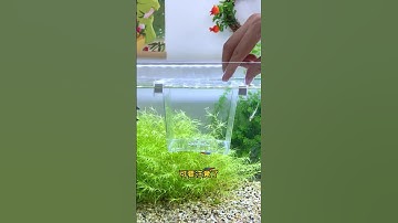 A complete guide to breeding guppies! Double-layer insulation protects small fry, making it easy