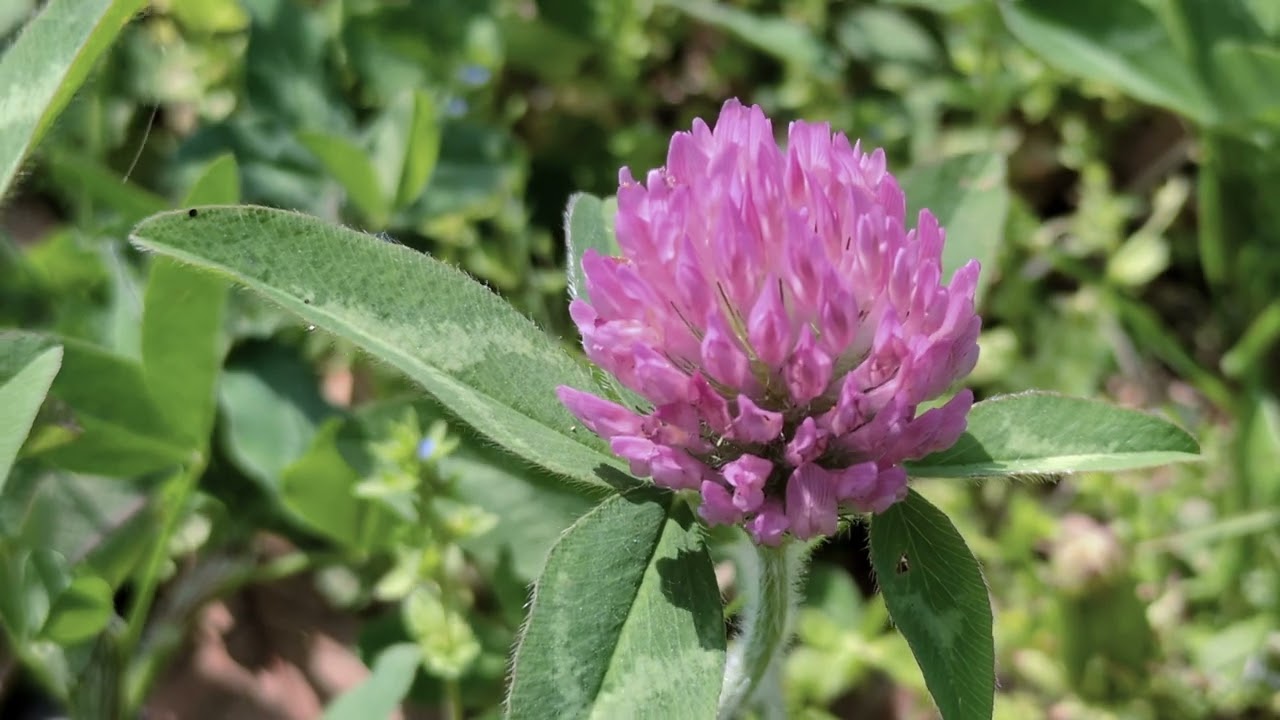 アカツメクサ/Trifolium pratense 07_260426_ガイコツ山 - YouTube
