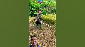 Cắt Lúa Bằng Máy Cắt Cỏ #máycàymiềntâytv