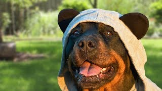 Funny Rottweiler Compilation by Cheerful Doggy 320,882 views 6 years ago 5 minutes, 45 seconds