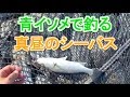 真昼のシーバスを青イソメで釣る!(2017.07)