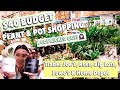 $40 Budget Plant Shopping - Trader Joe's, Big Lots, Ross, Lowe's, Home Depot - What I Found For $40