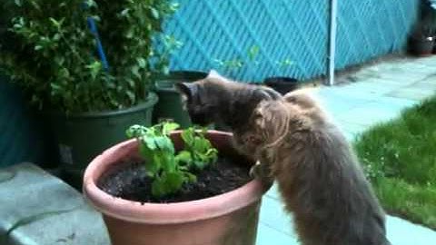 Back yard cat loving Catnip plant