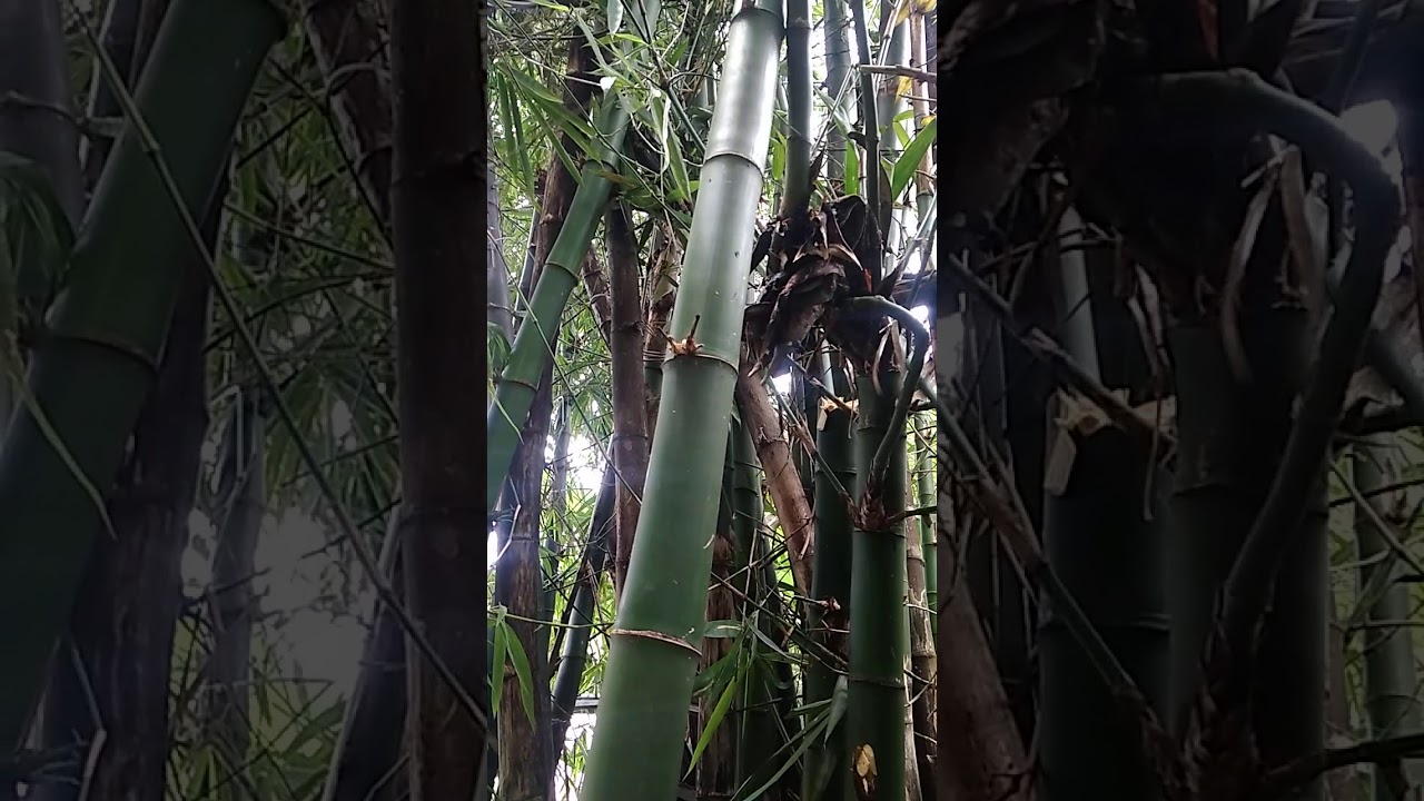 Misteri bambu  kurung ampel  YouTube