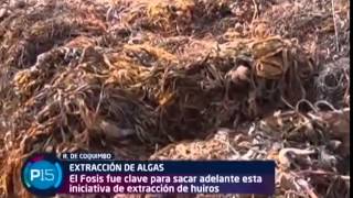 Extracción de algas en Coquimbo